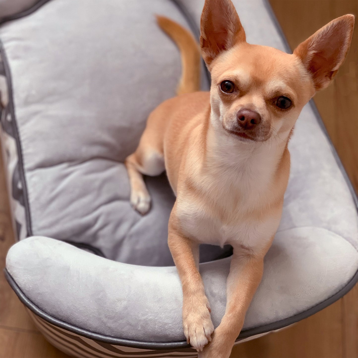 PawHut Haustiersofa Hundecouch Hundesofa Hundebett Hundematte Katze Kissen gepolstert Holz Schaumstoff Grau 68,5 x 40,5 x 40,5 سم