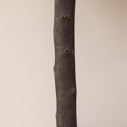 HOMCOM 2er-Set Künstlicher Buchsbaum, 2 Buchsbäume, Outdoor, 20 cm x 20 cm x 60 cm, Grün + Braun+ Schwarz